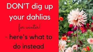 DONT dig up your dahlias this winter  heres what to do instead [upl. by Assenad]