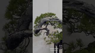 Kokufu 2023 国風展2023 bonsai 盆栽 shorts [upl. by Linson]