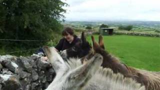 Our visit to The Sathya Sai Donkey Sanctuary Sligo [upl. by Ungley34]