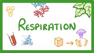 GCSE Biology  Respiration 21 [upl. by Arquit]