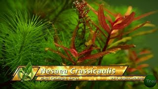 Aquarium Plants  Nesaea Crassicaulis [upl. by Rehpotirhc]