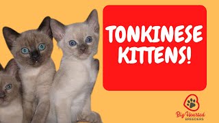 Tonkinese Cat  Tonkinese Kittens Learn Tonkinese cat colors and the Tonkinese cat personality [upl. by Elvia294]