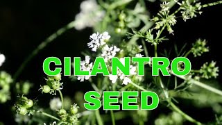 Never Buy Seeds Again  How to Collect Cilantro Seeds [upl. by Hsoj658]