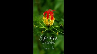 Gloriosa Superba flamelily firelily glorips flower plant natue [upl. by Narayan]