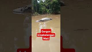 Kematian gorgon kinabatangan [upl. by Lawford]