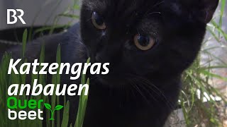 Katzengras anziehen  Tipps von Sabrina [upl. by Salman]