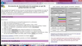 PRÁCTICA 3 VIRTUAL  SIMULACIÓN DE ELECTROFORESIS DE PROTEÍNAS EN GEL DE POLIACRILAMIDA CON SDS [upl. by Shurlocke]