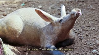 Aardvarks The Underground Excavators [upl. by Gilbertina]