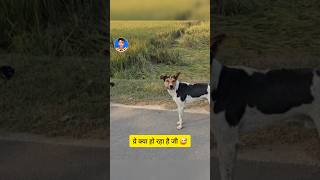 Tu Kaun Hai Be  Sab LOol Hai funny sabloolhai animal [upl. by Gnen]