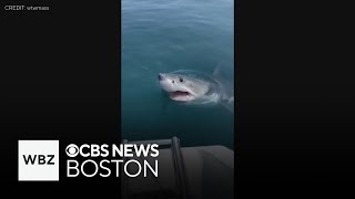 Great white shark swims right up to boat off Scituate [upl. by Clancy]