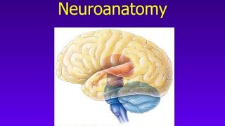 Neuroanatomy revision by MIST NOTESmistfmge [upl. by Elaval]