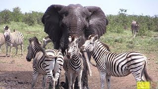 Watch Beautiful Elephant And Zebra Friendship [upl. by Charters509]