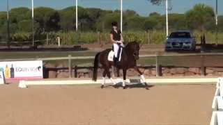 quotKorona Dancequot 5ans oldenburg par Sir Donnerhall x Don Larino [upl. by Milon]