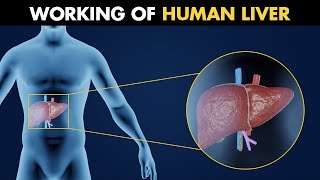 Working Of Human Liver  Anatomy And Physiology Of Liver 3D Animation [upl. by Ierbua]