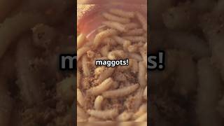 Would YOU Try Maggot Cheese Sardinian Delicacy 🐛🧀  facts food foodfact [upl. by Bibah]