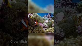 Clownfish Natures Bold Transformations and Defenses [upl. by Schultz]