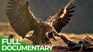 Bald Headed Eagle catches salmon [upl. by Oniluap948]