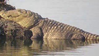 Crocodile spotted at Powai Lake Mumbai [upl. by Niwhsa723]