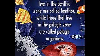 Differences Between Benthic and Pelagic Zones [upl. by Nathanael363]