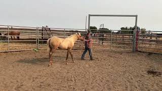 2024 palomino filly MT LEGENDARY LENA [upl. by Kacey]