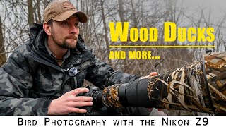 Bird Photography Photographing Wood Ducks and more with the Nikon Z9 [upl. by Nahtnahoj31]