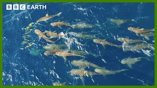 Mob of Sharks Ruthlessly Hunt Fish  Asia  BBC Earth [upl. by Rramed]