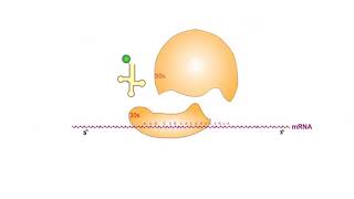 Protein Synthesis Inhibitors antibiotics animation video [upl. by Htaeh]