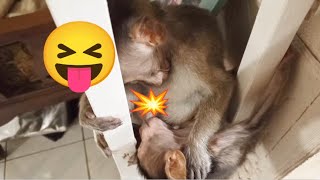 Dont go away Bino needs to sleep near you and suck as a bedmate😱 monkey [upl. by Annahsohs]