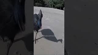 Cassowary  The Deadliest Bird in the World [upl. by Ahsatniuq934]