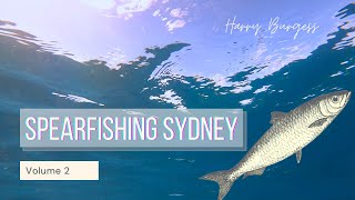 Spearfishing Sydney Autumn 2021 [upl. by Vic]