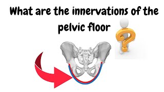 What are the innervations of the pelvic floor [upl. by Sherrill]