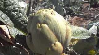 Parcela cultivada de Alcachofa Cynara scolymus [upl. by Zima]