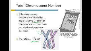 Homologous Pairs [upl. by Ludwog]