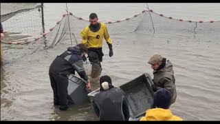 VIDÉO Indre  la saison de la pêche détang est lancée en Brenne [upl. by Babcock]