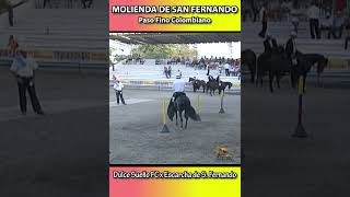 MOLIENDA DE SAN FERNANDO CARTAGENA 2011 pasofino shortsvideo horse caballosdepaso [upl. by Limber307]