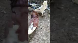 Male pigeon coo and dancing Pigeons cooing Pigeons sounds Birds in Jamaica [upl. by Iznil]