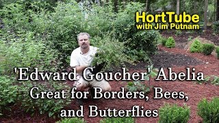 Edward Goucher Abelia  Great for Borders Bees and Butterflies [upl. by Truelove248]