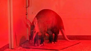 ツチブタの鼻息（上野動物園）Aardvark Breath [upl. by Choong]