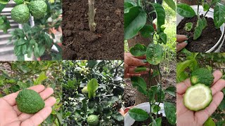 How to grow kaffir lime plant in pot काफीर लाइम प्लांट को कटिंग से पोटमे ग्रो कराए [upl. by Ardyce]