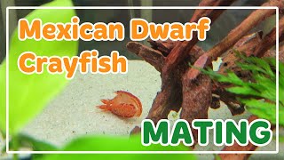 Mexican Dwarf Crayfish Mating Behaviour [upl. by Auqinet]