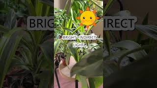 Everything You Need To Know About Dracaena In Under One Minute [upl. by Papp]