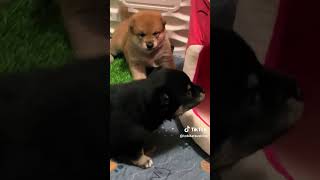 Puppy Play 25 Weeks Old  Tobitatsu Shiba Inu puppy shibalife japanesedog shibacommunity [upl. by Ativahs]