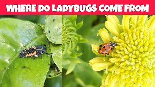 Where do Ladybugs come from [upl. by Okajima686]