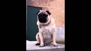 Biggest pug in the world [upl. by Anaik]