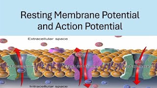 BRS Physiology  Resting membrane potential and Action potential  FCPS Part1 [upl. by Anelej]