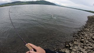 Pstruh dúhový na Slovenský spôsob Chyť a pusť  Rainbow Trout Lake fishing  Catch and Release [upl. by Alyn]