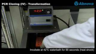 PCR Cloning IV  Transformation [upl. by Ahsieni]