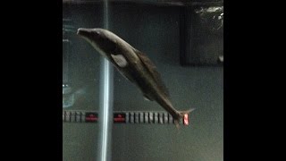 Freshwater Dolphin Fish  Mormyrus Kannume [upl. by Ased]