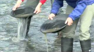 How to Gold Pan Kantishna Roadhouse at Denali National Park [upl. by Ahsinert]