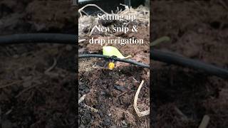 Low Pressure Drip Irrigation system that doesnt flood your garden [upl. by Stasny585]